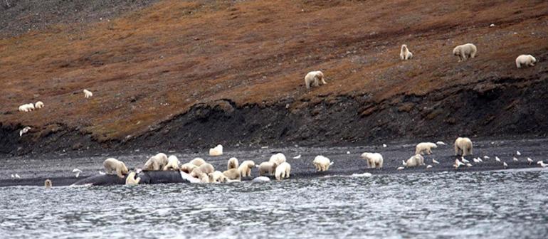 200-polar-bears-crowd-to-feast-on-carcass-of-whale-that-washed-ashore